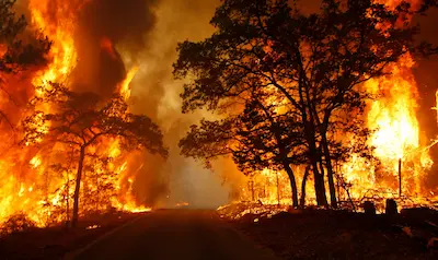Forest fire disaster image